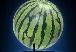 坐等吃瓜怎么吃,坐等吃瓜的趣味指南