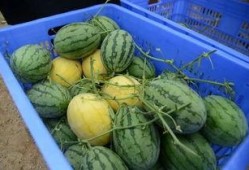 资源群吃瓜,揭秘网络社交背后的秘密与趣味