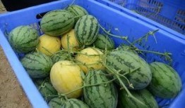 资源群吃瓜,揭秘网络社交背后的秘密与趣味