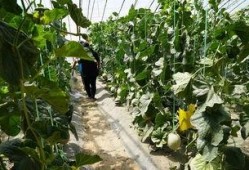 石家庄吃瓜视频,揭秘街头美食背后的故事