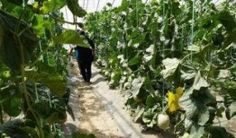 石家庄吃瓜视频,揭秘街头美食背后的故事