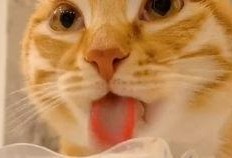 布偶可以吃网纹瓜吗,网纹瓜可否成为其美食？