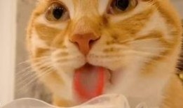 布偶可以吃网纹瓜吗,网纹瓜可否成为其美食？