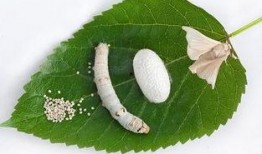 蚕宝宝吃瓜,绿色生态养殖新篇章