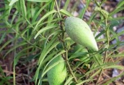 浮瓢瓜怎么吃,解锁夏日清新美味