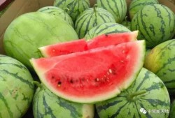 丰与果吃瓜,瓜果飘香，共享丰收喜悦