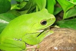 温柔蛙蛙吃瓜团,吃瓜团趣味横生