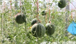 五一51吃瓜,51吃瓜盛宴！