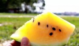 吃瓜暴甜恋,爱情甜蜜如蜜