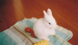 兔妹吃瓜,揭秘娱乐圈那些不为人知的幕后故事