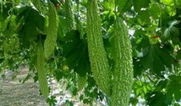 吃瓜撞上吃瓜的,一场意外的瓜界盛宴