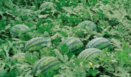 临朐大型吃瓜厂家,大型吃瓜厂家引领夏日消暑新潮流