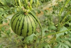 吃红瓜,探寻传统佳肴的独特魅力