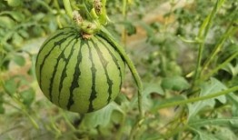 吃红瓜,探寻传统佳肴的独特魅力