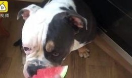 狗狗吃瓜消化吗,消化之谜大揭秘