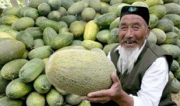 吃哈密瓜的场景,哈密瓜的甜蜜邂逅