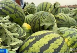 吃瓜怎么选好瓜,挑选美味佳品