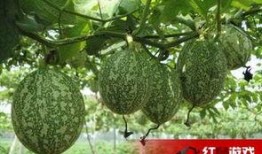 金丝吊瓜怎么吃,解锁夏日清凉新选择