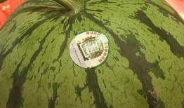 吃瓜高雅说法,一场别开生面的“瓜文化”盛宴