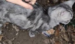 吃瓜小胖猪,揭秘娱乐圈的甜蜜瓜田