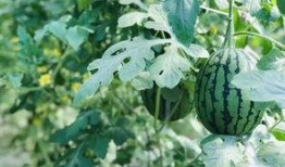 吃瓜襄城县,吃瓜之旅的甜蜜邂逅