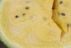 小凤瓜怎么吃美食