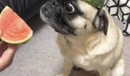 吃瓜啦表情包,吃瓜啦！揭秘网络热门表情包背后的故事