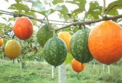 金丝吊瓜怎么吃,解锁夏日清凉新选择