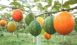 金丝吊瓜怎么吃,解锁夏日清凉新选择