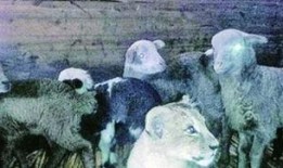 吃瓜小懒羊,揭秘娱乐圈的轻松趣事