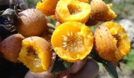 刺梨吃瓜书亦做法,探寻传统美食与现代创新的交融之旅