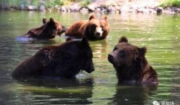 吃瓜视频动物大全,吃瓜视频带你领略动物世界奇观大全