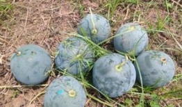 石狮哪里可以摘瓜吃,体验田园采摘乐趣