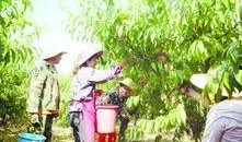 农村在田里吃瓜,农村田野里的悠闲时光