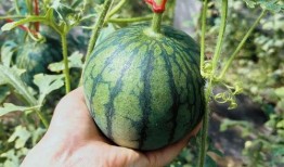 鼎阅吃瓜,揭秘网络热点的背后真相