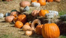 吃向日葵照片吃瓜群众,吃瓜群众纷纷围观