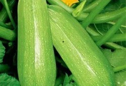 七小花瓣吃瓜,瓜田里的欢乐时光