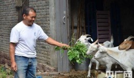 吃瓜3只羊,揭秘羊群中的趣味生活