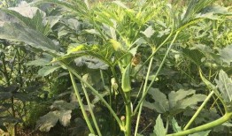 深圳三三姐吃瓜,揭秘娱乐圈幕后故事