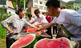 西瓜节吃瓜活动,西瓜节吃瓜盛宴，尽享清凉一夏”