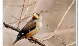 鸟嘴瓜怎么吃最好,鸟嘴瓜的多样美味食用指南