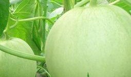 孕妇吃孚瓜,营养与健康的双重保障