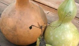 金刚葫芦瓜怎么吃,解锁美味新境界