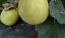 瓜香甘甜怎么吃,尽享夏日美味新食法