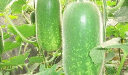 3月26号吃瓜合集,娱乐圈风云再起，吃瓜合集大揭秘