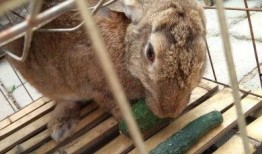 兔子吃蓬瓜,兔子们的美食之旅