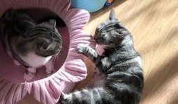 吃瓜的猫1,一场网络热传的趣味事件深度解析