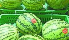 武汉金凰吃瓜,一场吃瓜盛宴背后的故事