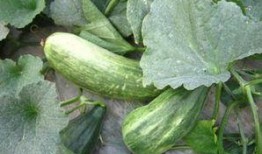 白色吃瓜,揭秘娱乐圈的幕后故事