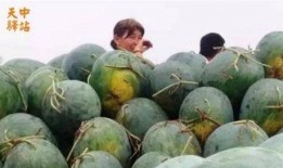 贵州花园吃瓜现场,夏日狂欢，瓜果飘香